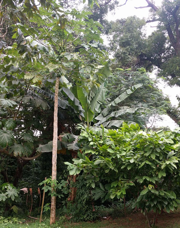 TWWB architect Agroforestry Cote d'Ivoire location_750